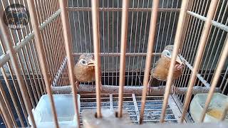 Download lagu Makanan kesukaan wambi mp3