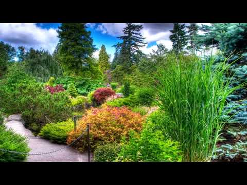 OPwekking 303 Jezus ik houd van U