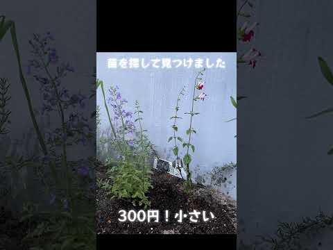 ステップセージを組み合わせる:何が合いますか? 植物