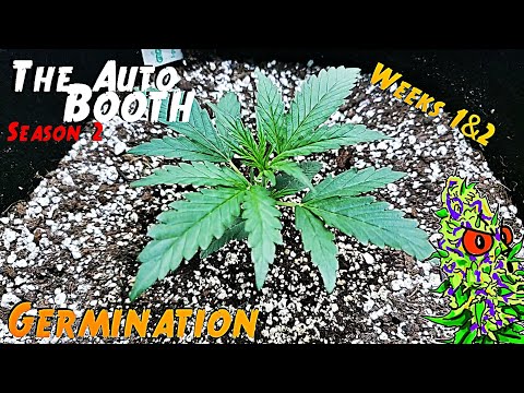 The Auto Booth S2 Ep. 1 | 4 Strain Autoflower Grow Weeks 1 & 2 (Germination)