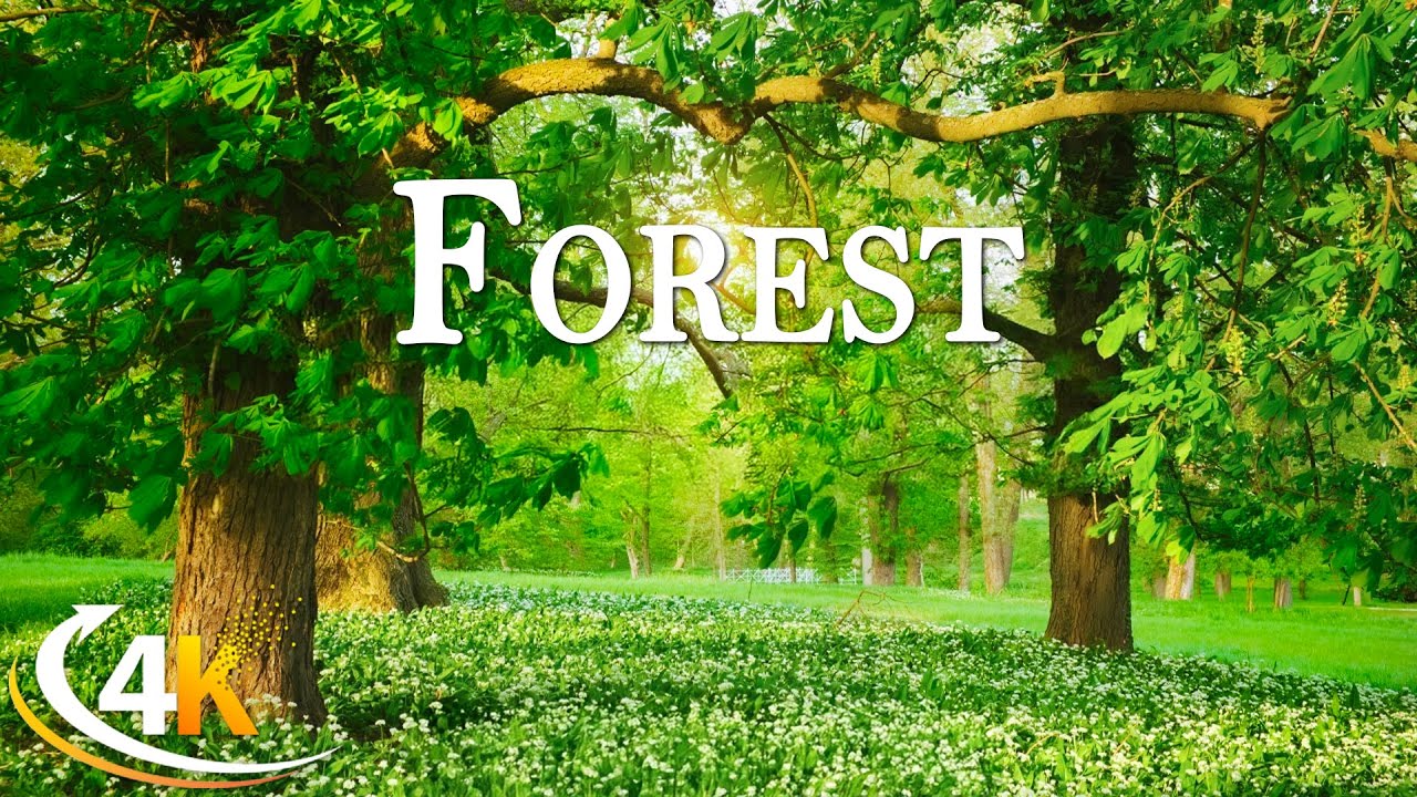Forest 4K - A Peaceful Woodland Kissed by Spring’s Gentle Light - Piano Relaxing
