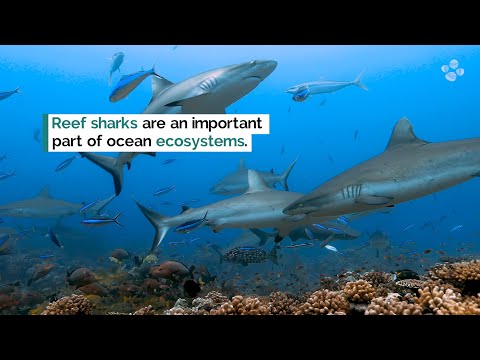 Potential to conserve reef shark populations
