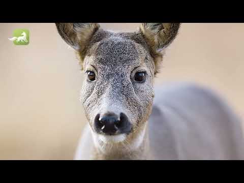 Das Rehwild - Steckbrief Natur Folge 1