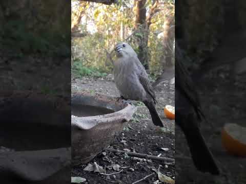 Birdday 019 #Tordo renegrido Hembra Hornero 0906 2