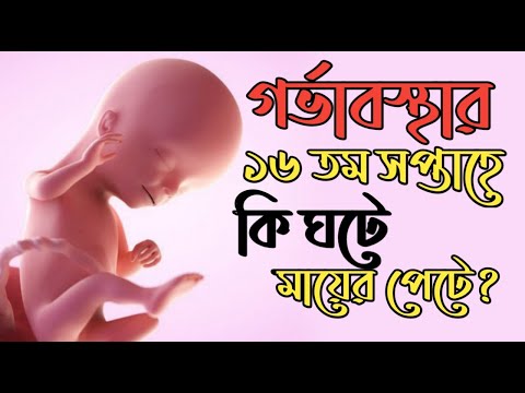 গর্ভাবস্থার ১৬ তম সপ্তাহে কি দেখে নিন । 16 Weeks Pregnant । Pregnancy Week by Week Bangla