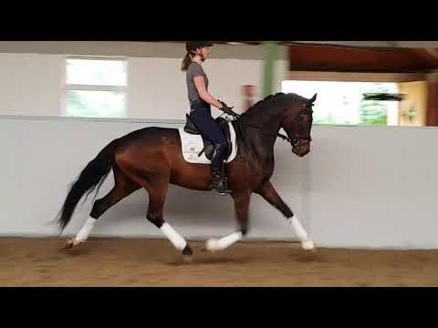 Fünfjähriger Dressurwallach von Fürst Fohlenhof