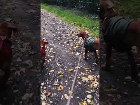 Rhodesian Ridgeback puppy for sale