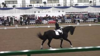 Otis Medium Freestyle Hartpury Winter Champs 15th April 2017
