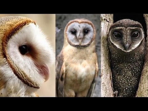 Plamienka tmavá — Ashy-faced Owl