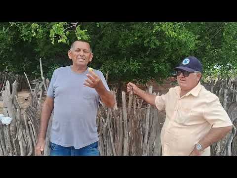 Já tem umbu maduro na roça do tio Detinho em Dormentes Pernambuco. 