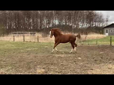 Friday e. Janeiro Platinum x Fürstenball