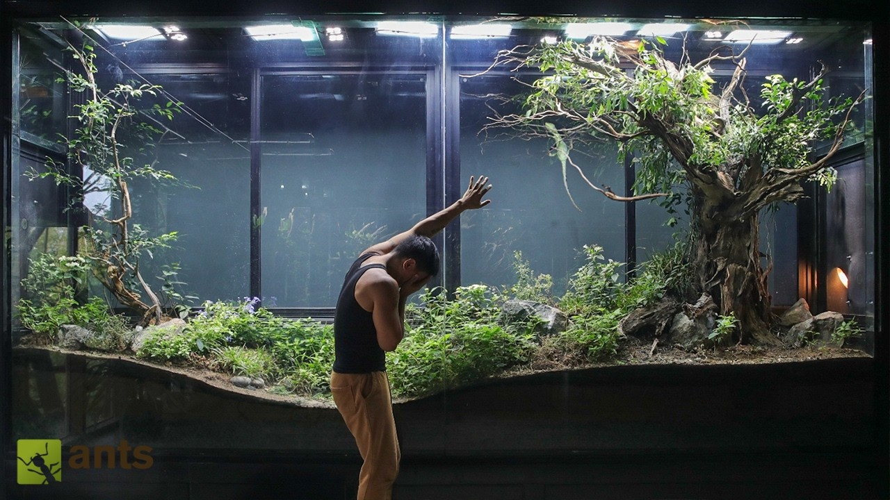 I Rescued a Dying Lizard in My Giant Ecosystem Vivarium