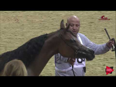 N 86 JAMILAH AL RASHEED   2019 Al Shaqab Arabian Horse Show Festival   Fillies 2 Years Old Class 3C