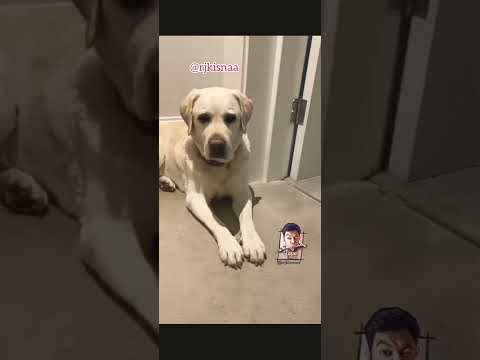 Two dogs so cute 🥰#nitya #youtubeshorts #trendingshorts #dog 💖