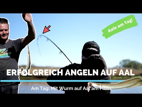 Aalangeln am Tag mit Erfolg | Mit Wurm erfolgreich auf Aal am Fluss
