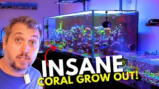 You Won't Believe the EPIC Coral Reef Aquariums at Blue Reef Haven