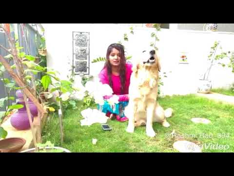 Rapid Mornings with Gooner | Episode 1 | Rapid Rashmi | Golden Retriever