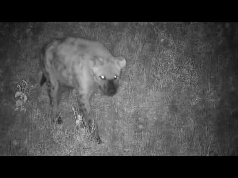 Djuma: Lone Hyena has a quick dip in the pan - 23:00 - 03/23/20