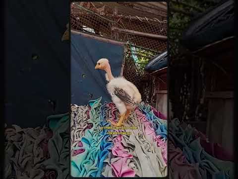 Criatorio ig tio San Pindoretama Ceará primeiro polaquinho gigante nascido