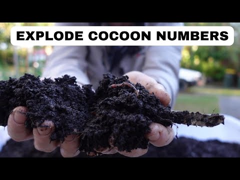 WHY HARVEST Worm Cast at 70 Percent?