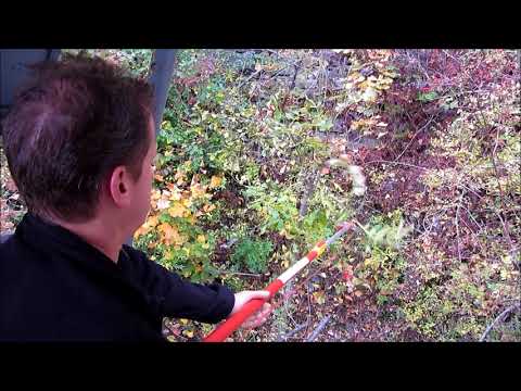 Elagage au fort du Scex 2017