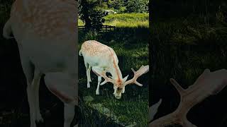 Download lagu Beautiful dear with horns!#shortvideo #dear mp3