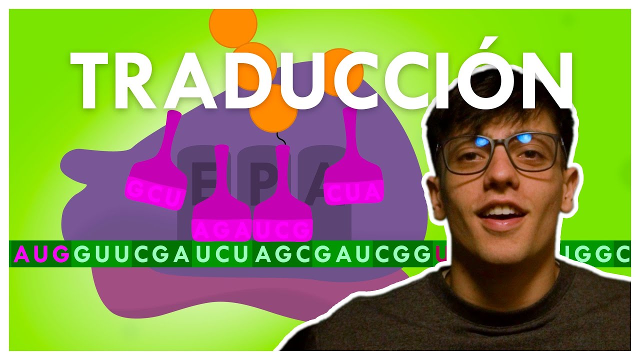 TRADUCCIÓN (ARN a PROTEÍNA)