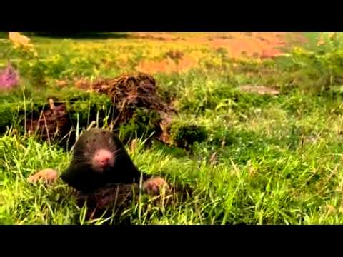 Highland Spring - Mole Advert