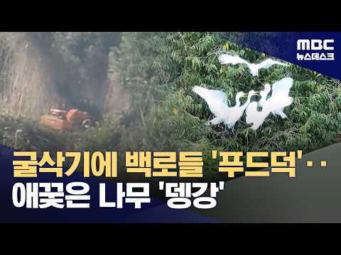 백로를 쫓으려고 나무를 잘랐더니, 옆 공장으로 이사 갔어요!