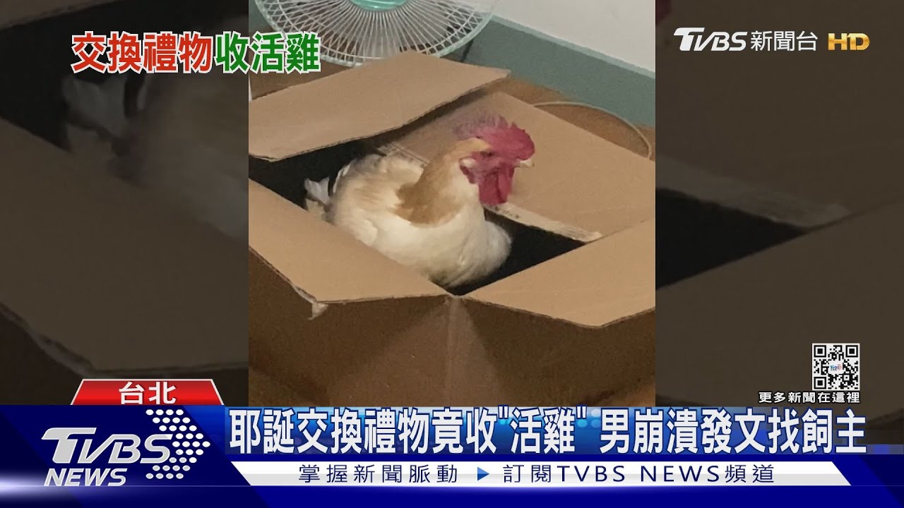 耶誕交換禮物竟收「活雞」　男崩潰發文找飼主