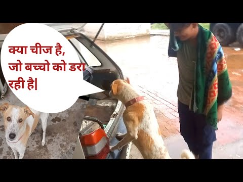 Hamara dog barish m preshan || #vlog #dog #barish #masti
