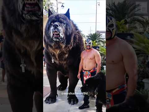 uk bulldog power ☠️☠️ #shorts #bulldogs #pitbull