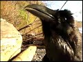 Creepy raven speaking