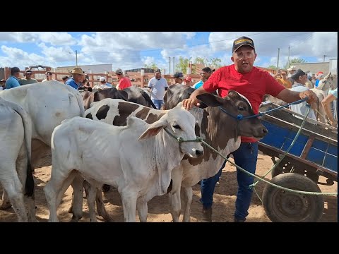 GADO COM FORÇA NA FEIRA DE LAGOA DE PEDRAS-RN 10.11.2025