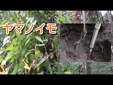 ヤマノイモ科 - 定義