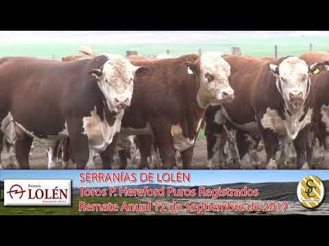 06-09-17 Toros Hereford P.R. - Dia de Campo Cabaña Lolén - C. Suarez