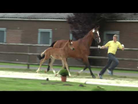 Sudweyher Fohlenschau 2013 - Kat.-Nr. 51