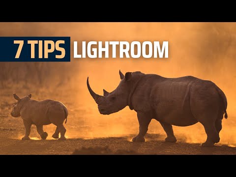 7 LIGHTROOM TIPS For BETTER Wildlife Photography