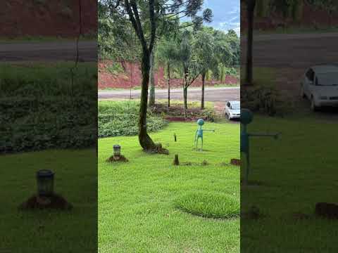 #shorts Loja Wilson Artes Rodovia 466 Turvo PR