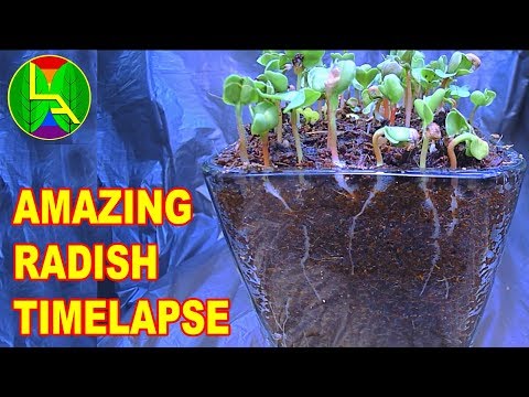 Radish timelapse watch and enjoy.