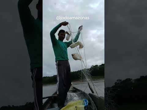 pescando no Rio juruá, pacu #filmagens #pescando #peixes #riojuruá #pacu