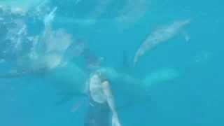 preview picture of video 'Nager avec les dauphins a l'ile Maurice avec Caro et Dino ! Excursions Bateau Départ de Tamarin'