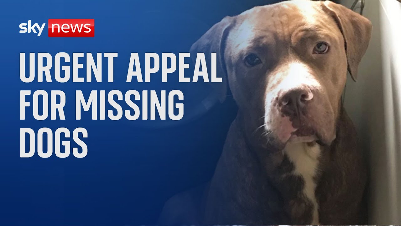 Urgent appeal for missing dogs suspected of fatal 'attack' after man found dead in garden