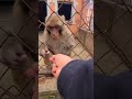 Angry monkey slaps man 🤣🤣