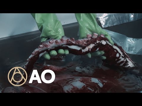 New Zealand’s Colossal Squid is No Joke | Object of Intrigue | Atlas Obscura