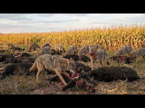 Texas Feral Hogs Are Disappearing — The Real Predator Was the One Thing Farmers Were Destroying
