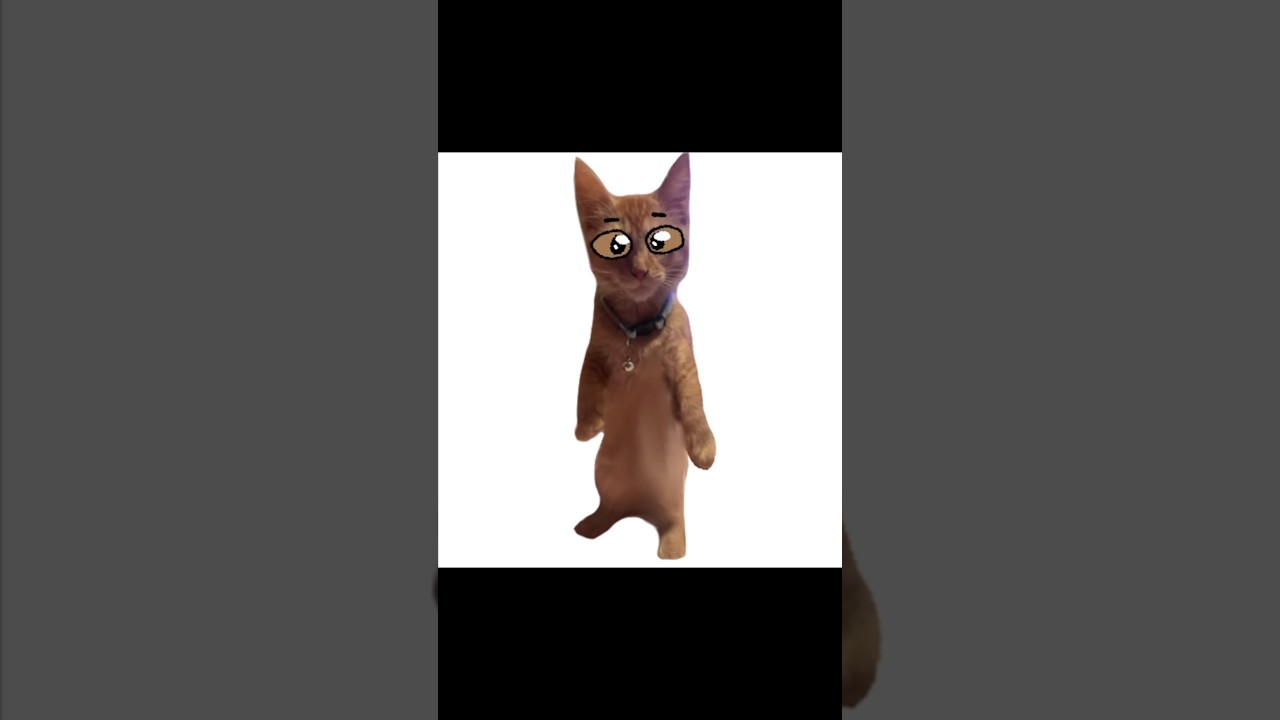 ✨𝓚𝓪𝔃𝓾✨#therian#furry#antizoo#funny#meme#animationmeme#animation#cat#cats#orangecat#pet#fyp#silly