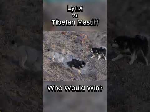 Lynx vs Tibetan Mastiff | Who Would Win? #lynx #tibetanmastiff #fight