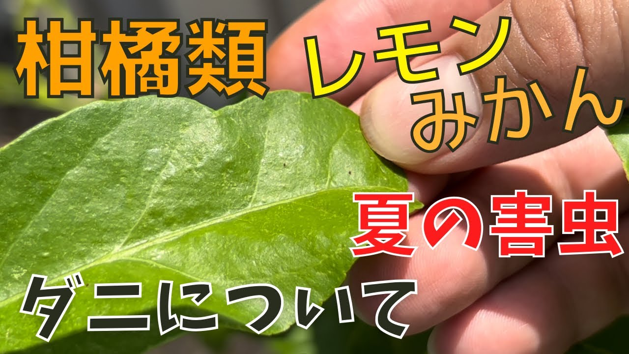 【レモンみかん夏の害虫】2024.7