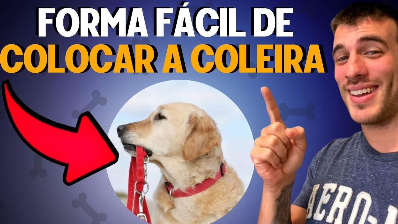Como Fazer O Cachorro Gostar De Usar A Coleira